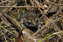 Image of Martin's Toadlet