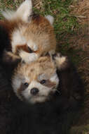 Image of red pandas