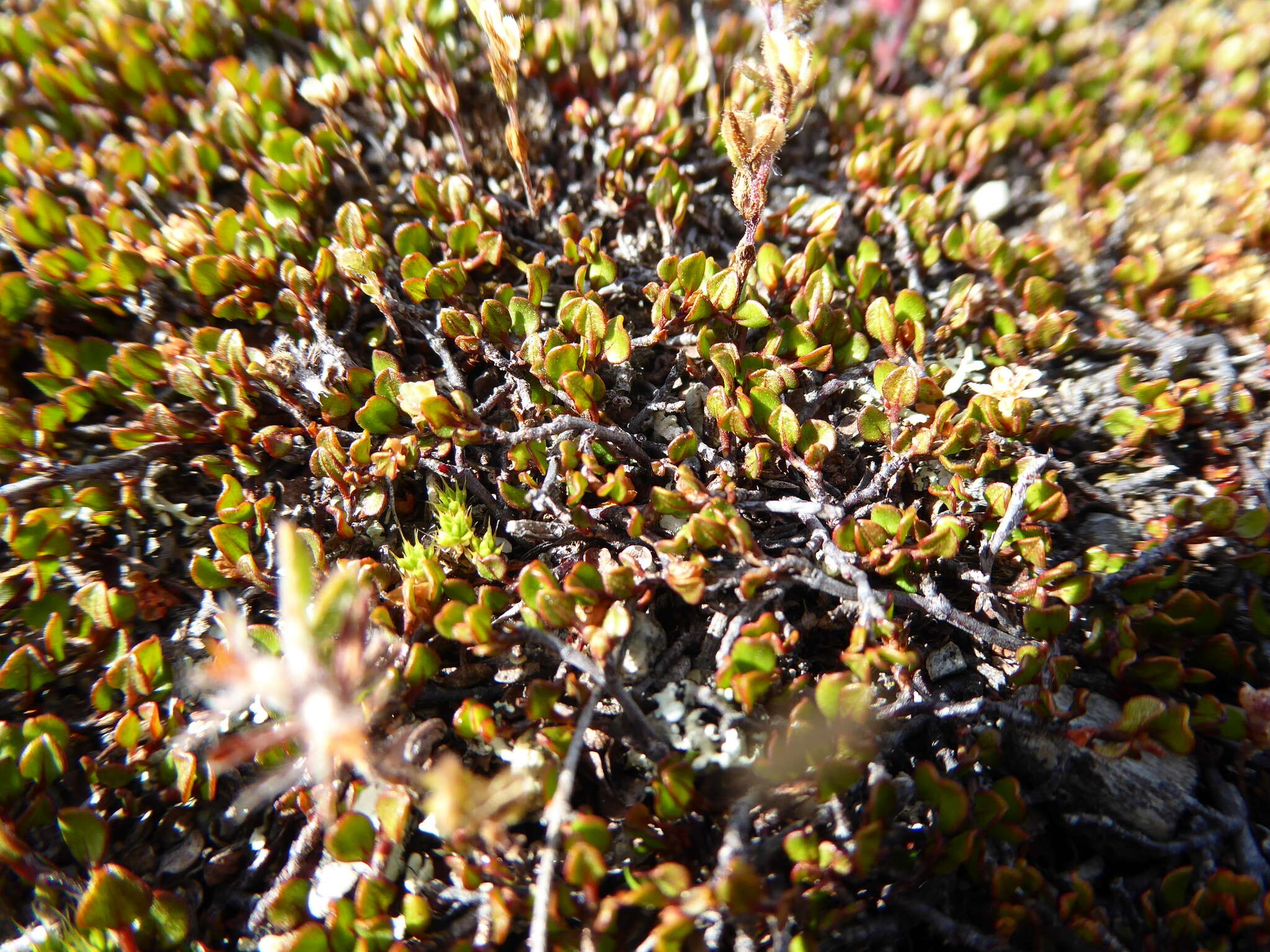 Image of sprawling wirevine