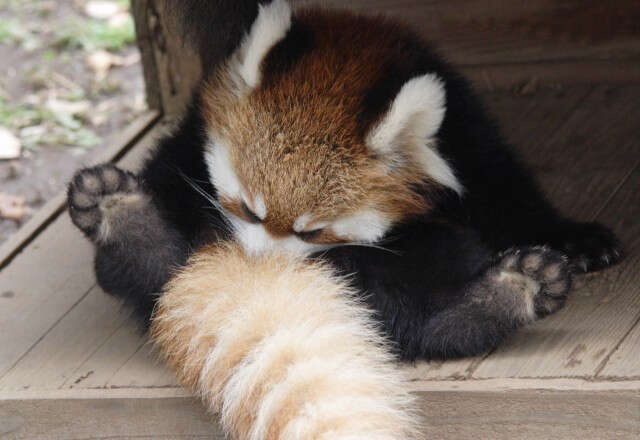 Image of red pandas