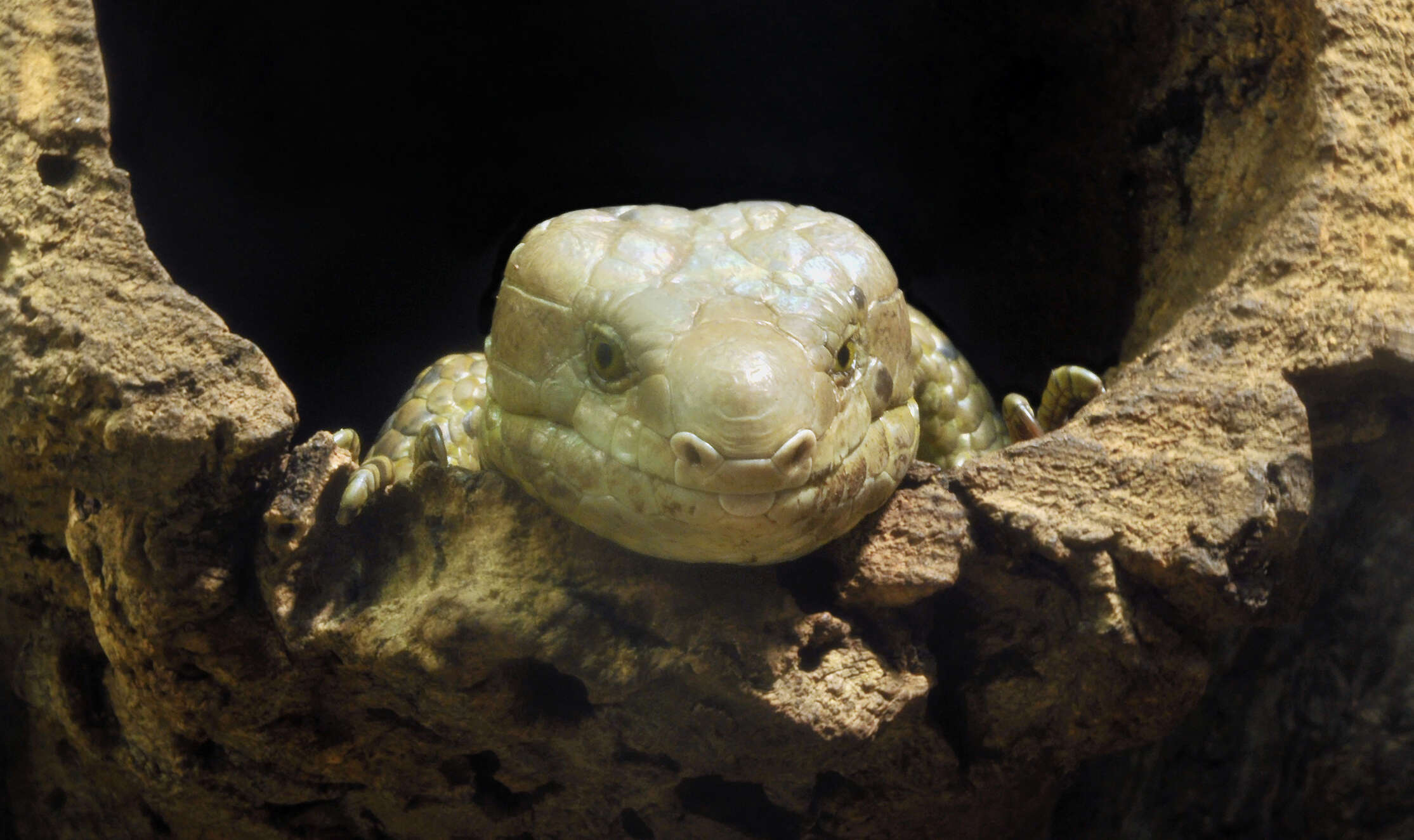 Image of Solomon Island skinks