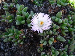 Image de Khadia carolinensis (L. Bol.) L. Bol.