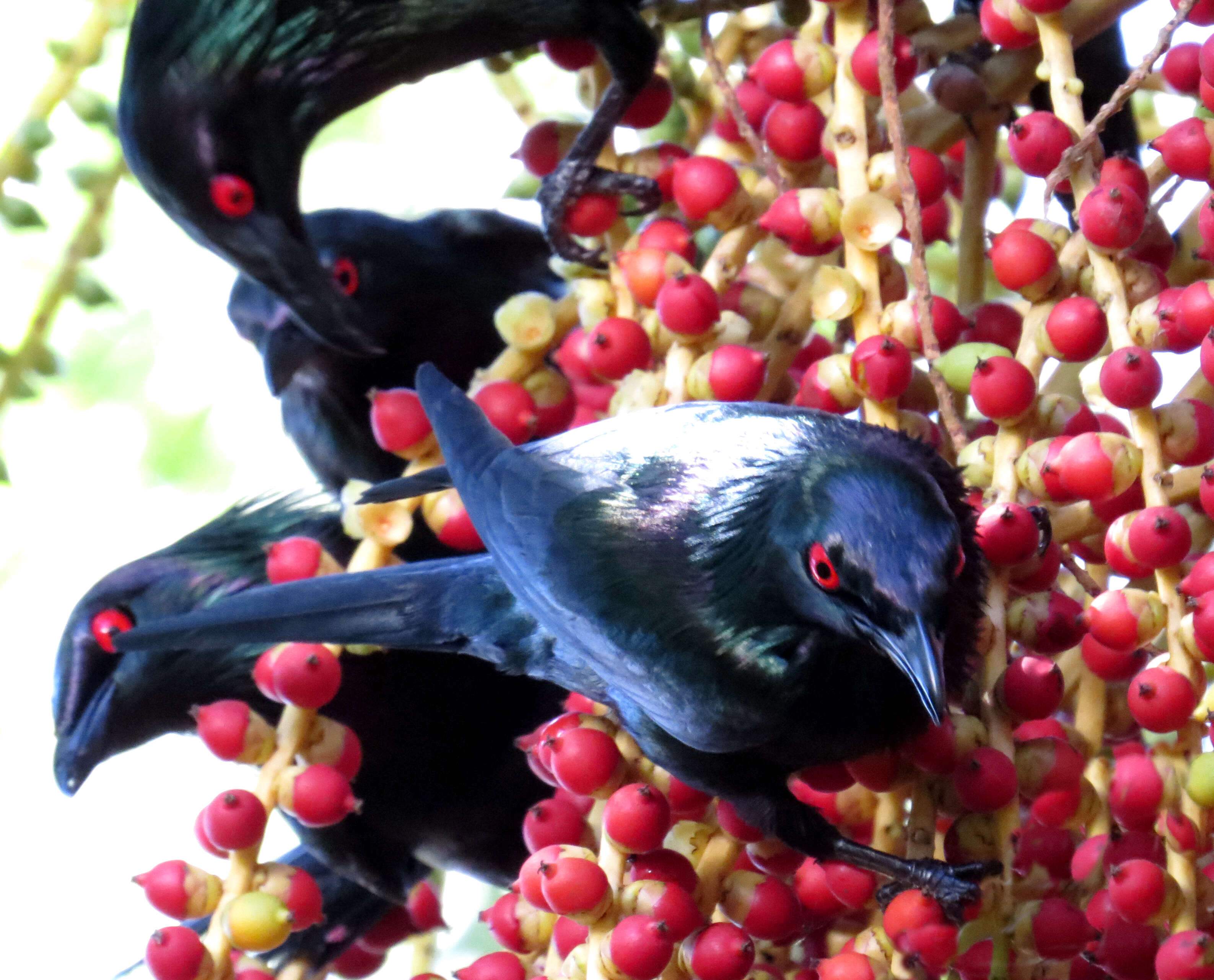 Image of Metallic Starling