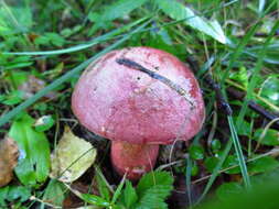 Image of Rubroboletus legaliae (Pilát & Dermek) Della Maggiora & Trassin. 2015