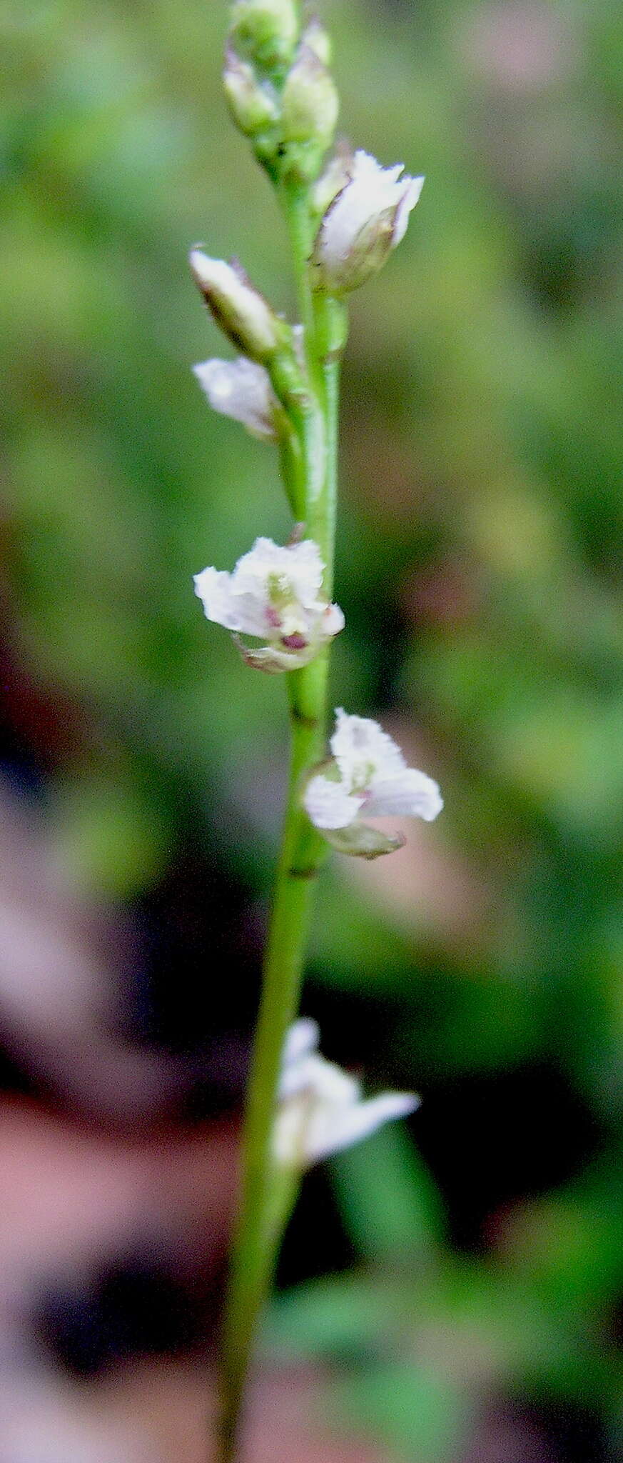 Image of Yawning leek orchid