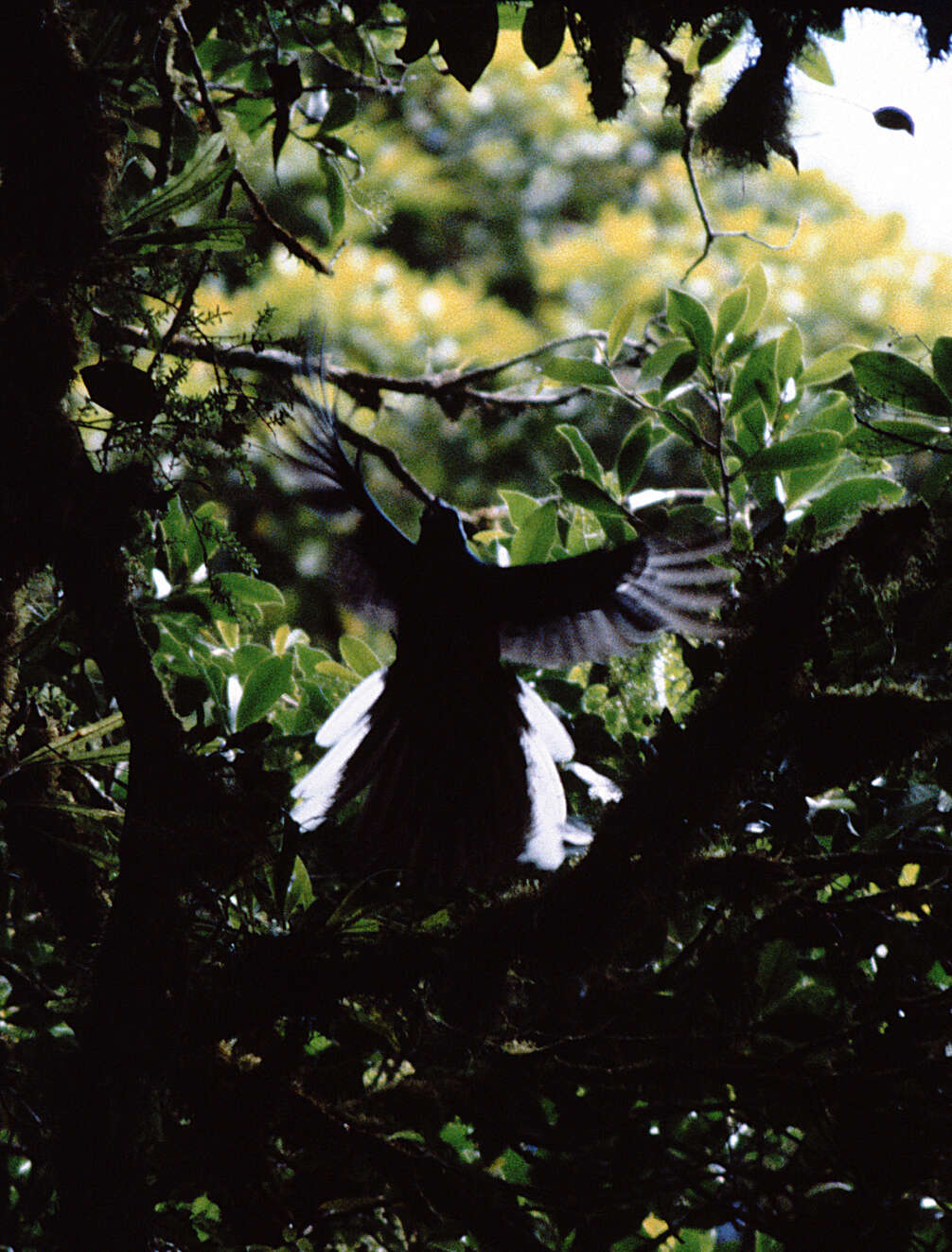 Image of Magnificent Quetzal