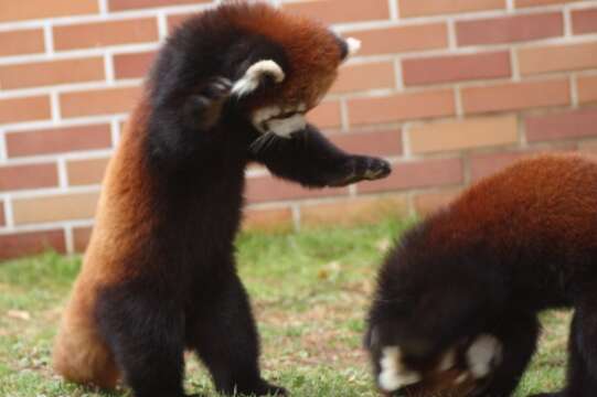 Image of Red panda