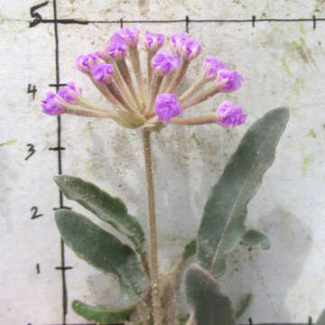 Image of Carleton's sand verbena