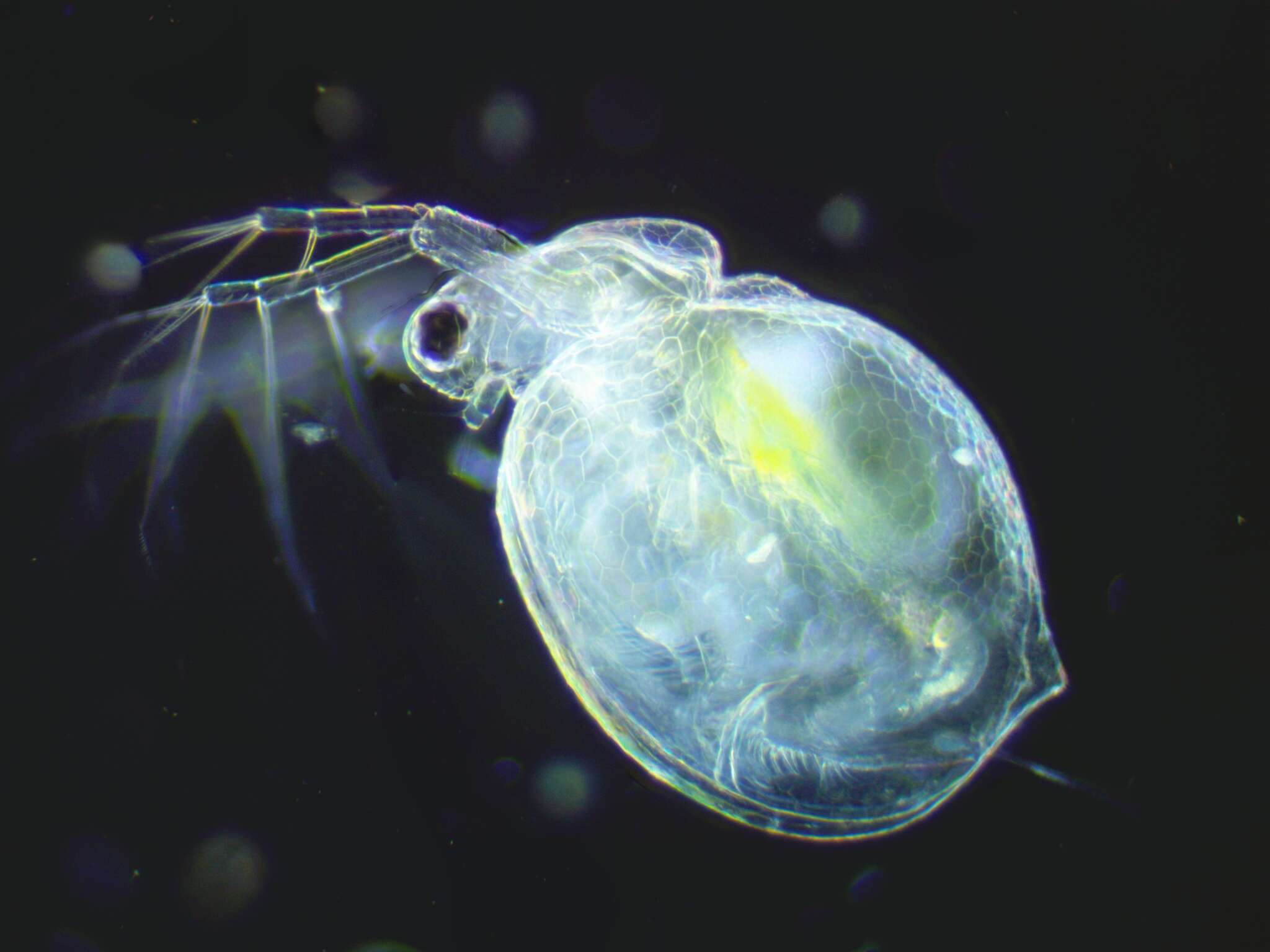 Image of honeycomb waterflea