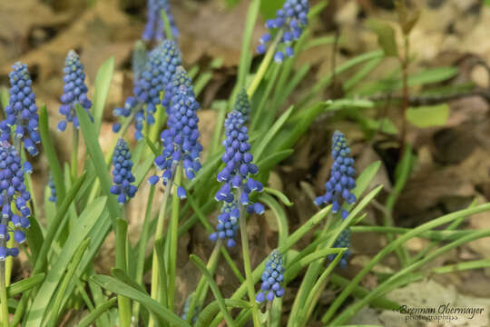 Image of Armenian grape hyacinth