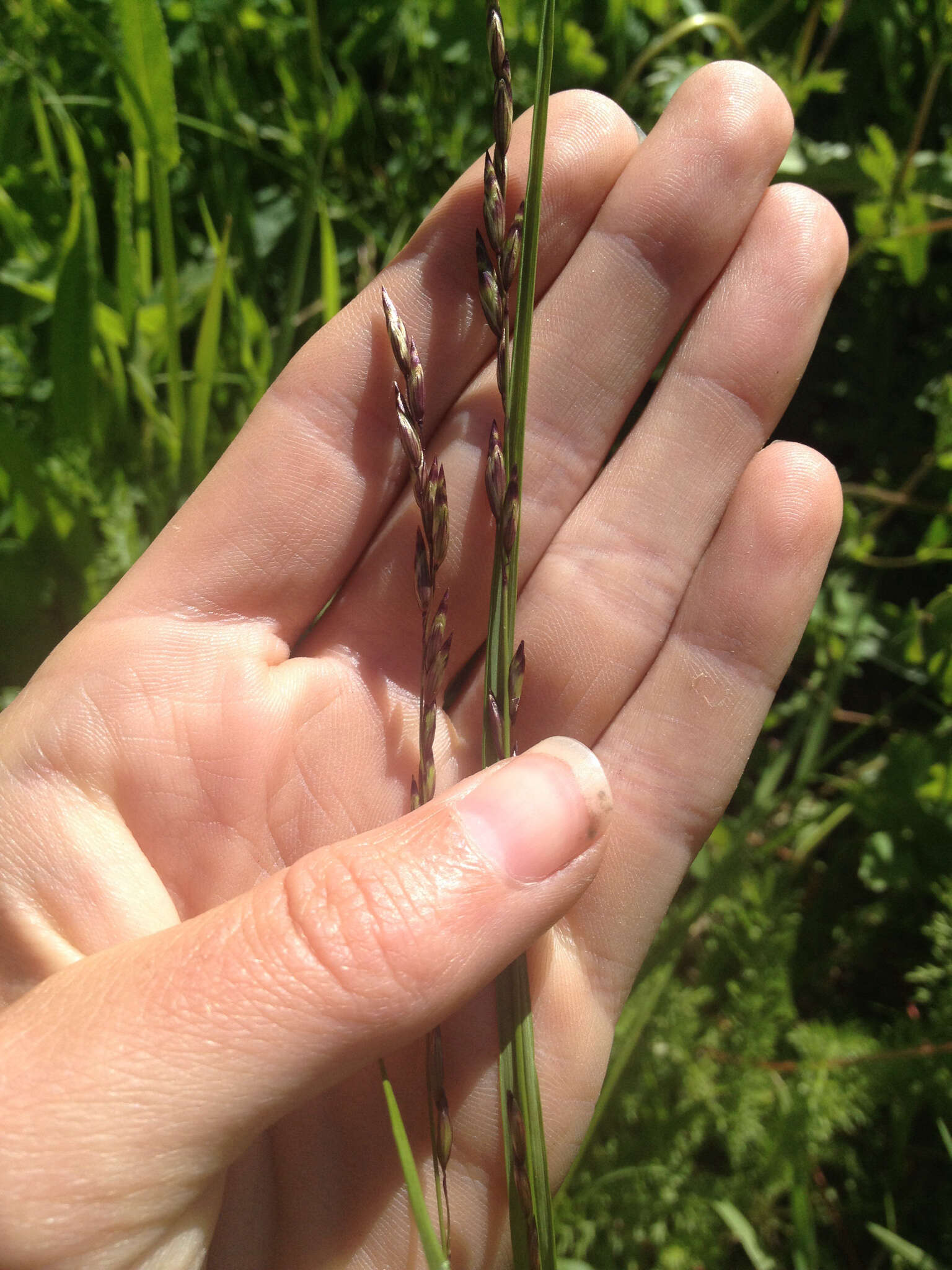 Image of Showy Melic Grass