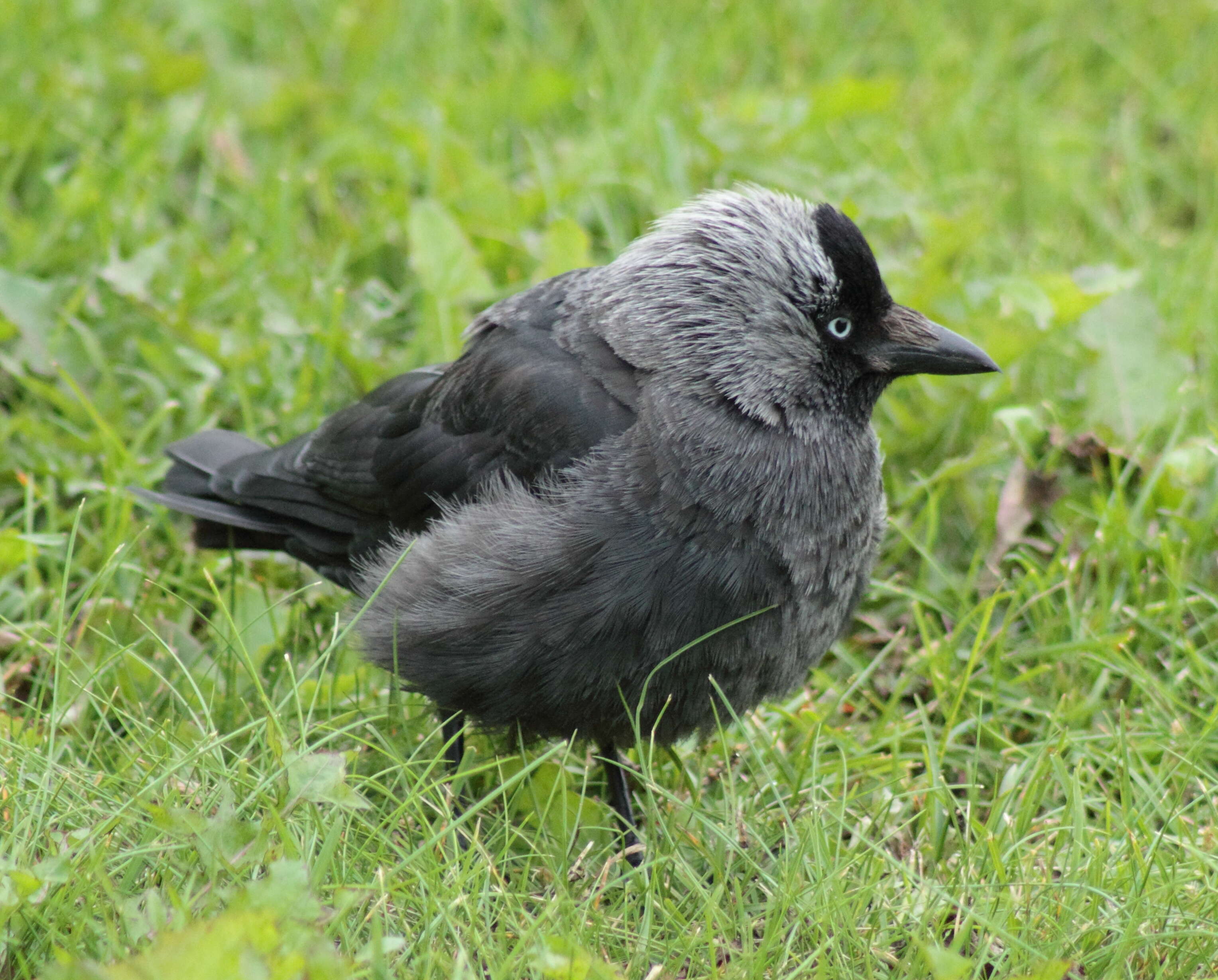 Image of Eurasian Jackdaw