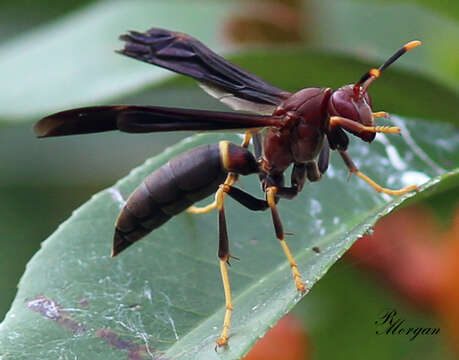 Image of Polistes annularis (Linnaeus 1763)