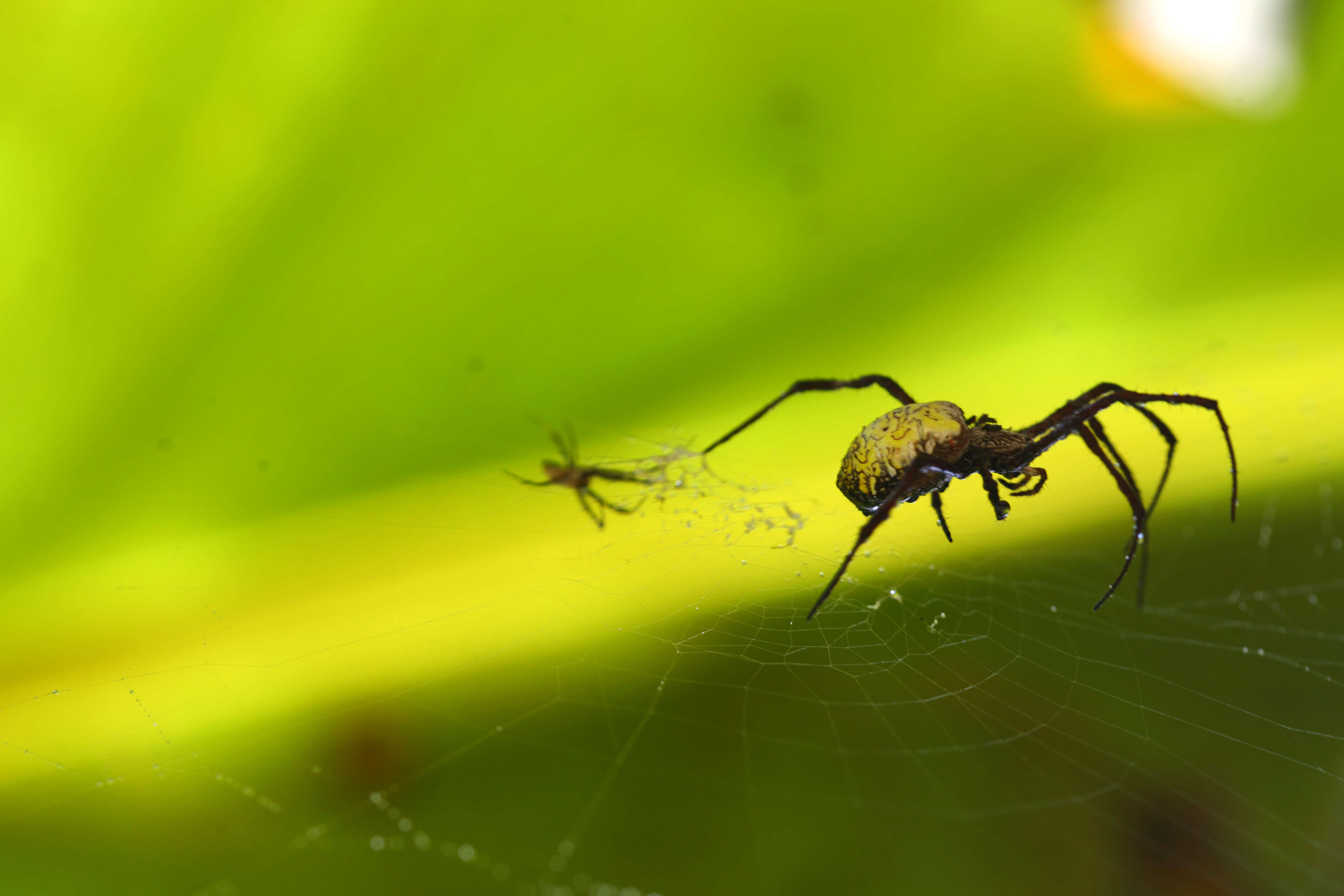 Image of Garden spider