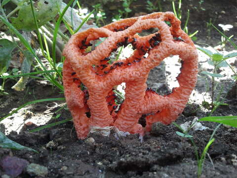 Image of Clathrus ruber P. Micheli ex Pers. 1801