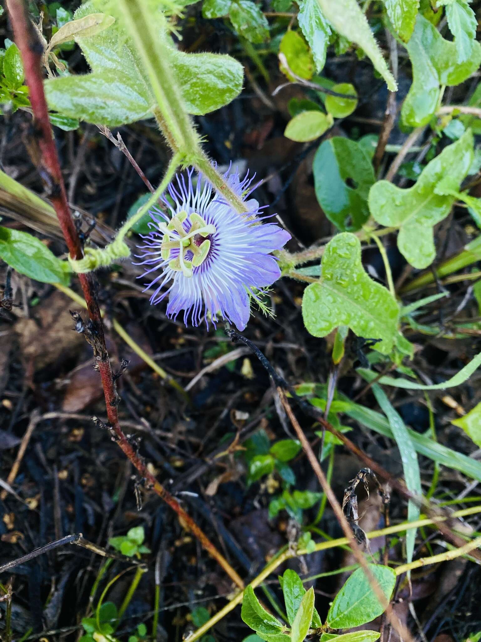 Image of Passiflora urbaniana Killip