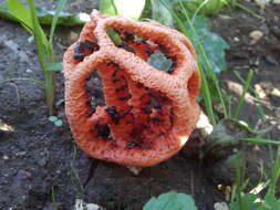 Image of Clathrus ruber P. Micheli ex Pers. 1801