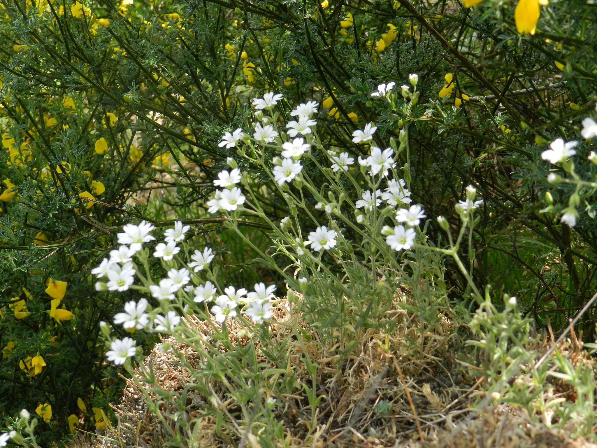 Image of field chickweed