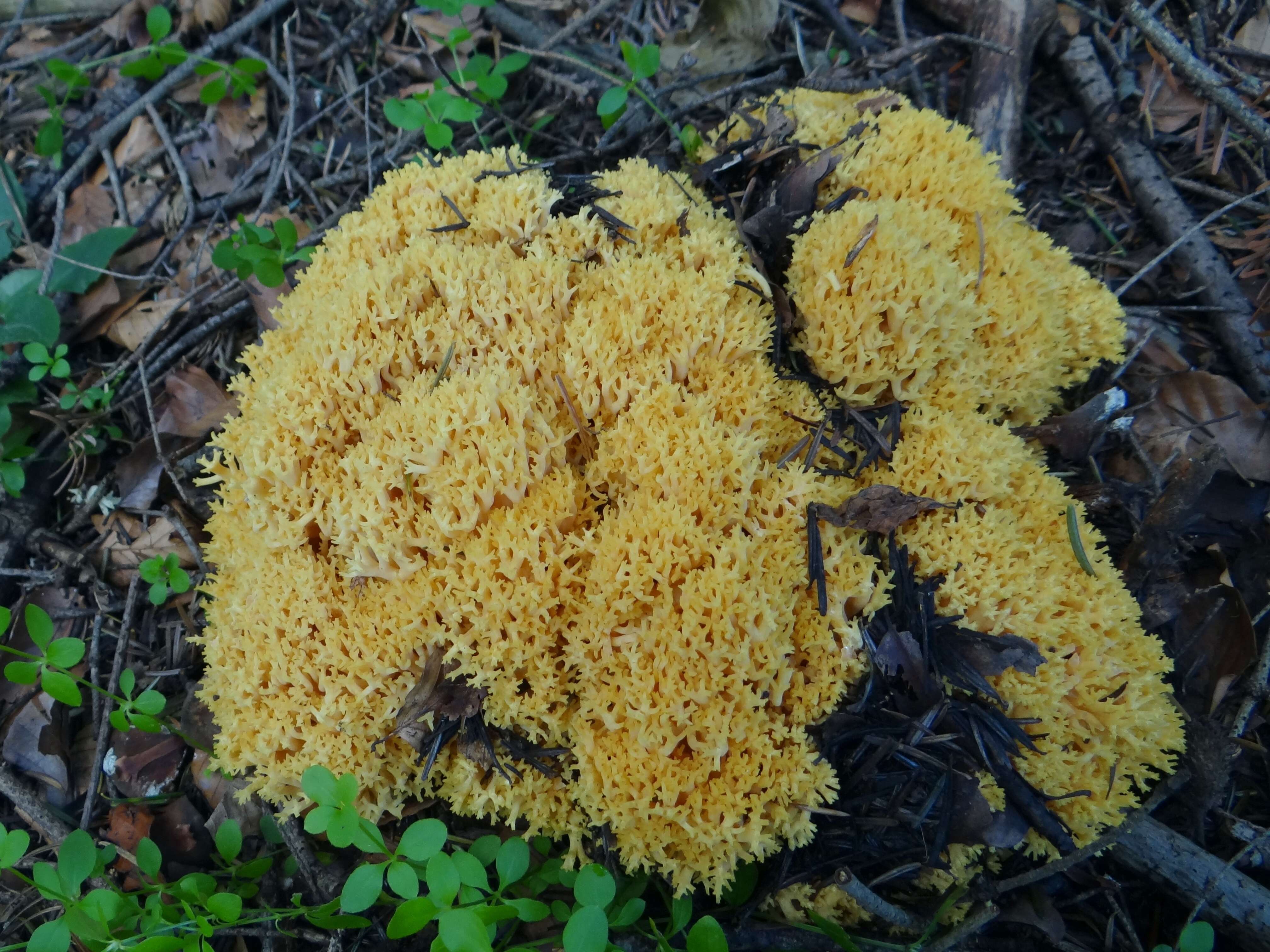 Ramaria flava (Schaeff.) Quél. 1888 resmi