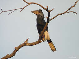 Image of Black-and-white Casqued Hornbill