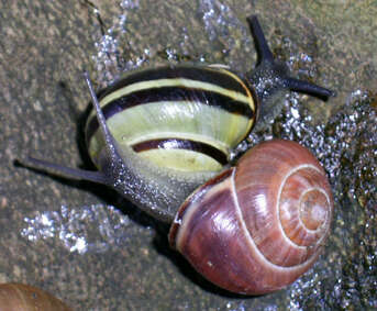 Image of Brown Lipped Snail