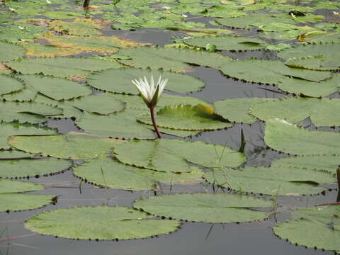 Image of dotleaf waterlily