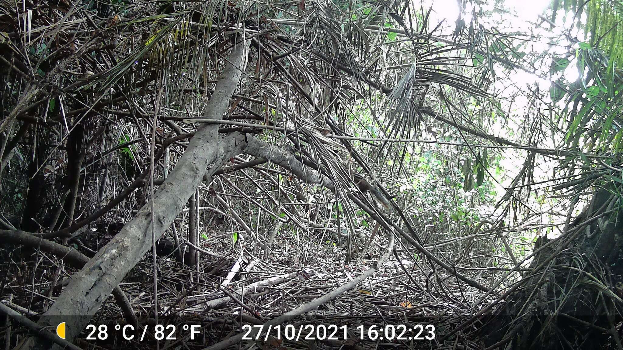 Image of Fire-footed Rope Squirrel