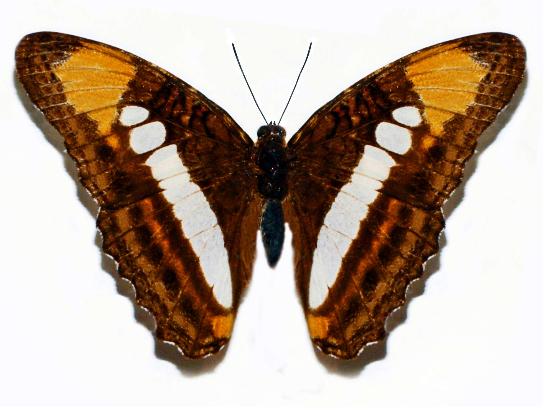 Image of Adelpha erotia