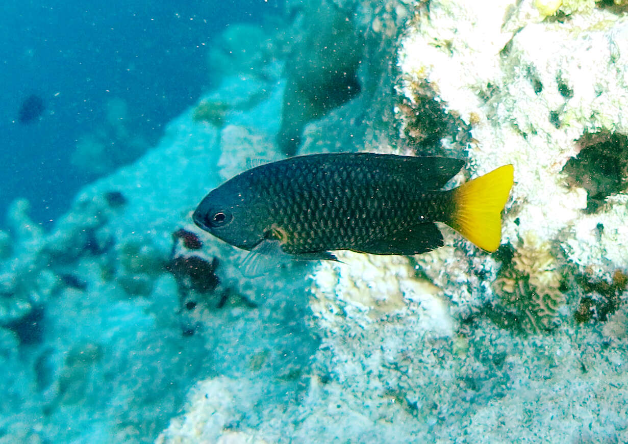 Image of Philippine damsel