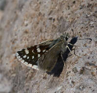 Image of Small Checkered Skipper