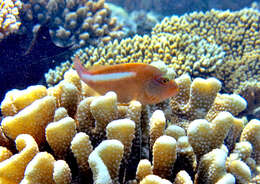 Image of Arc-eye Hawkfish