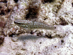 صورة Amblygobius