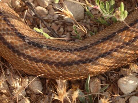 Image of Ladder Snakes