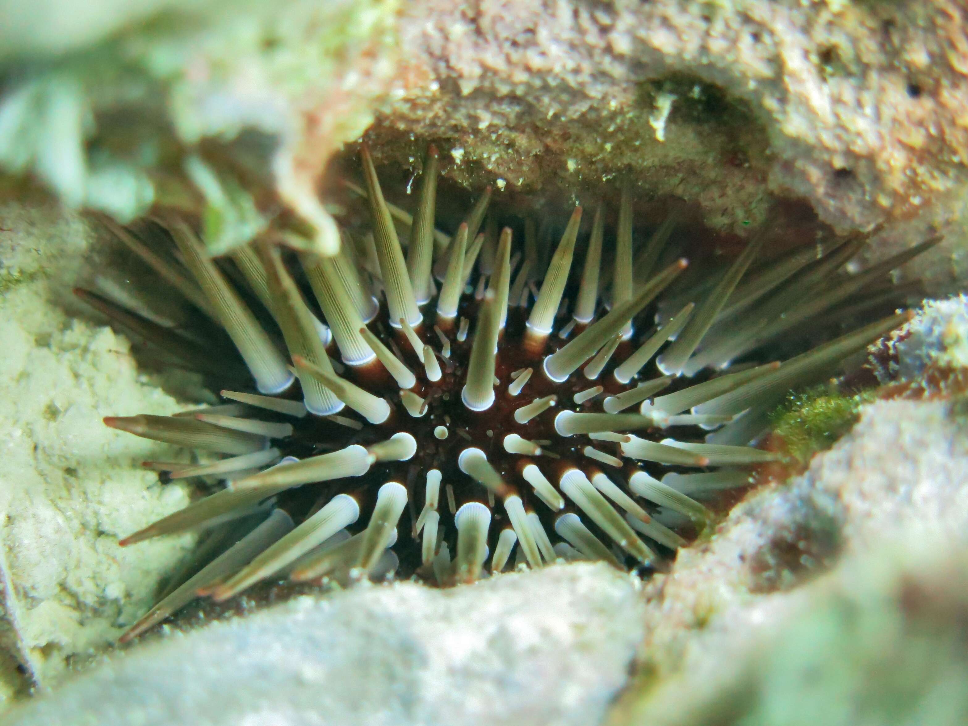 Image of Burrowing urchin