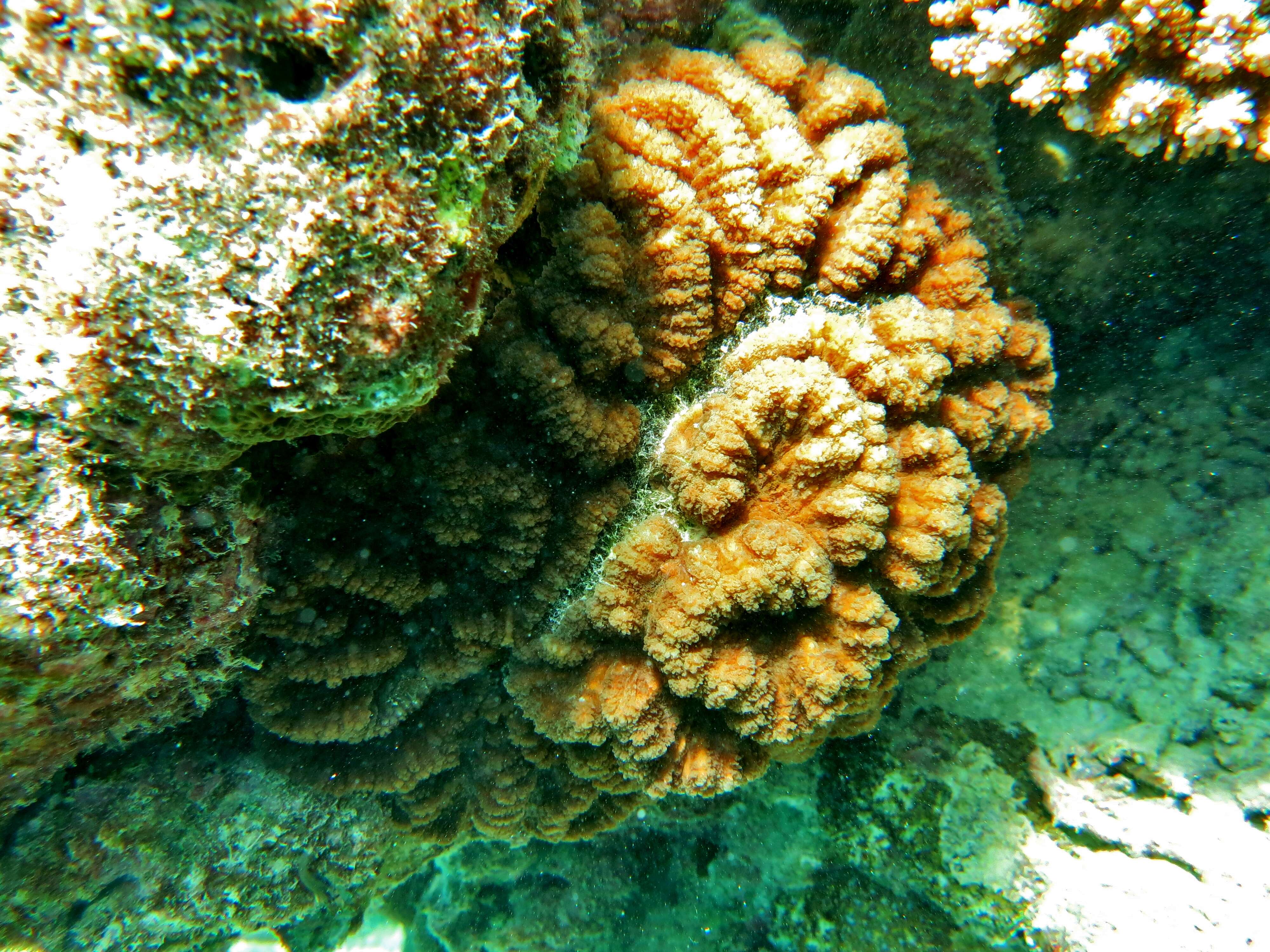 Image of brain coral