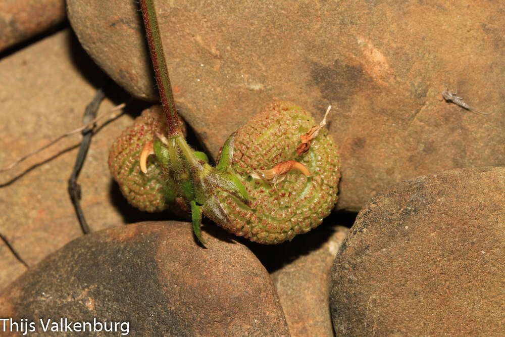 Plancia ëd Scorpiurus vermiculatus L.