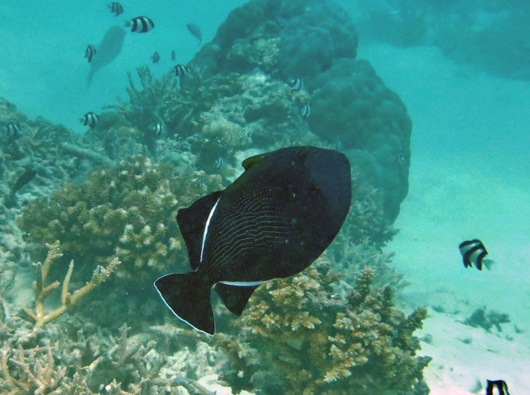 Image of Indian triggerfish