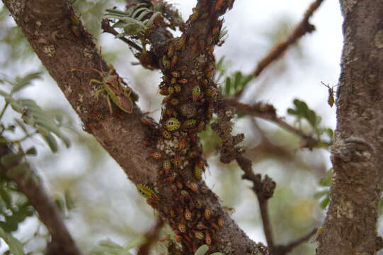 صورة Ceratopachys