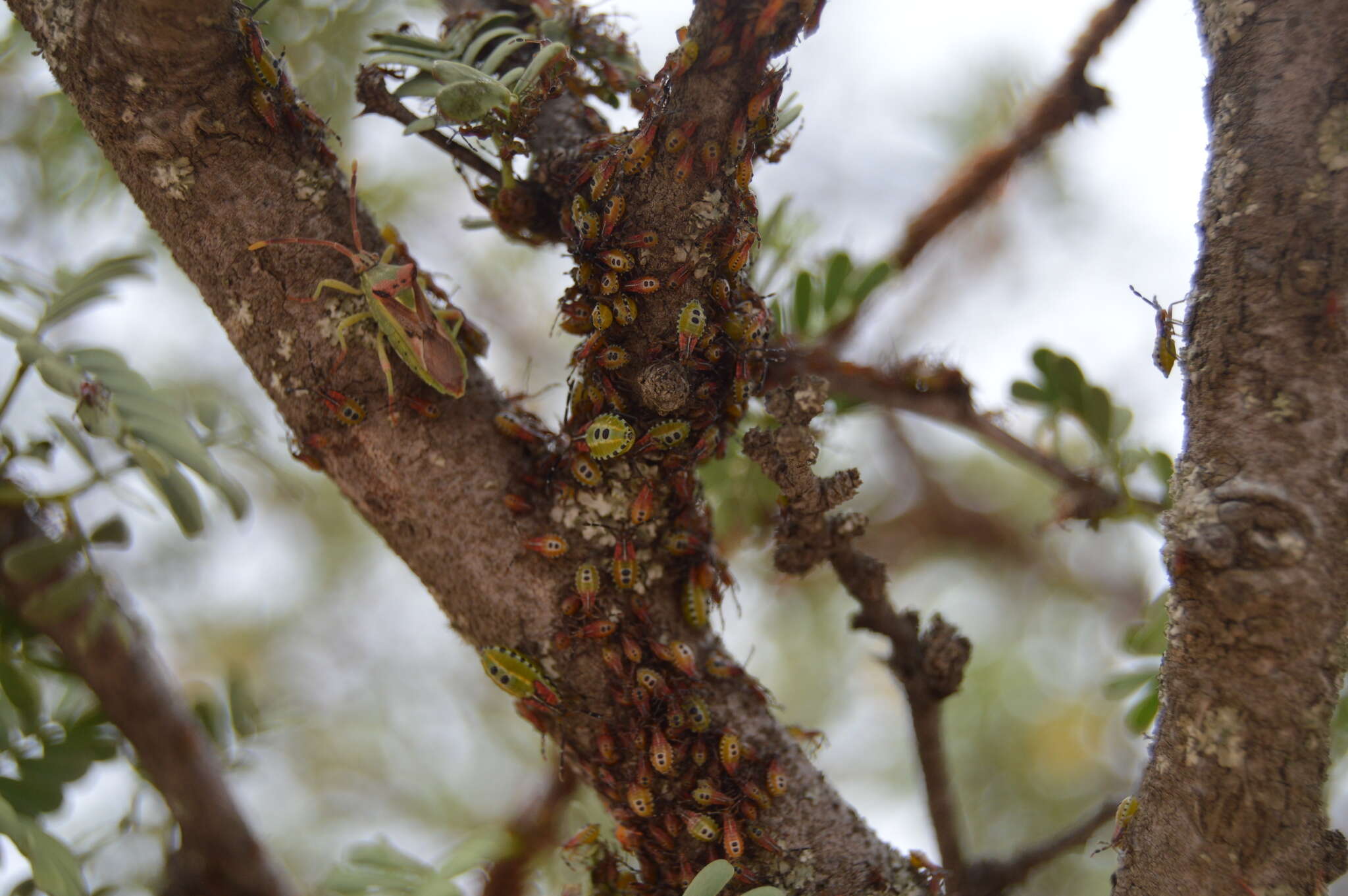 صورة Ceratopachys nigricornis (Germar 1838)