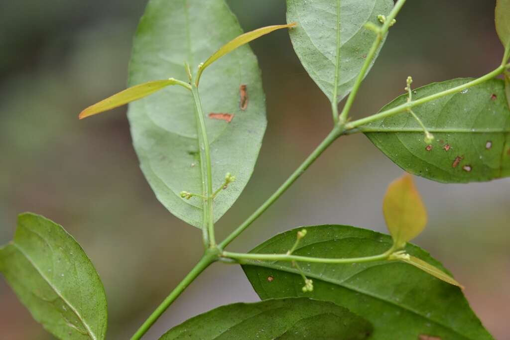 Plancia ëd Crossopetalum parviflorum (Hemsl.) Lundell