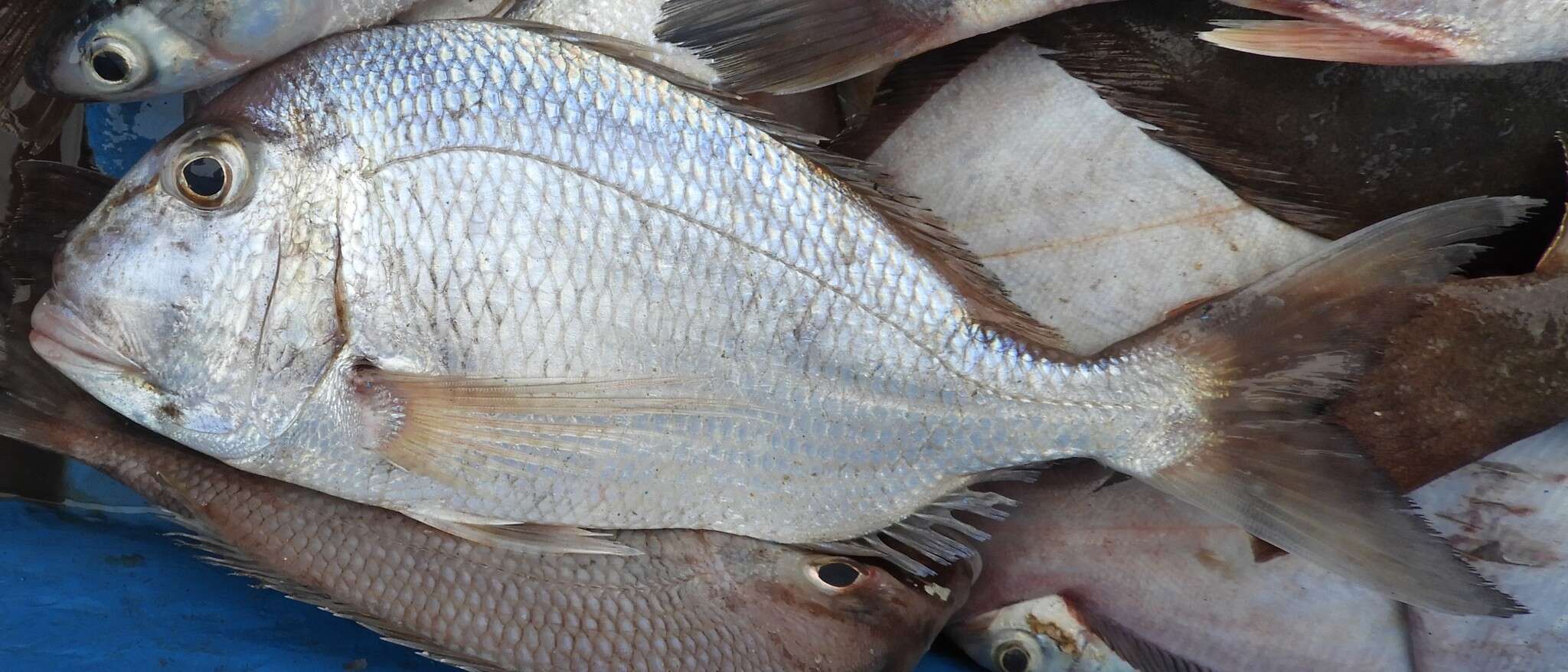 Image of Pacific porgy
