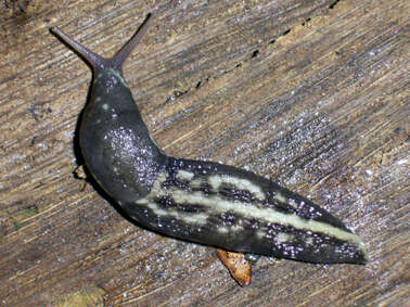 Image of ash-black slug