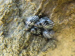 Image of Echinolittorina placida Reid 2009