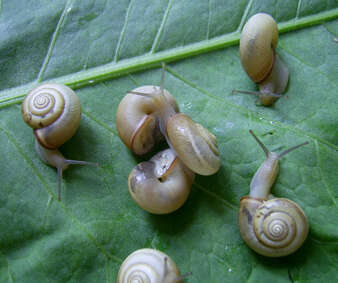 Image of Carthusian snail