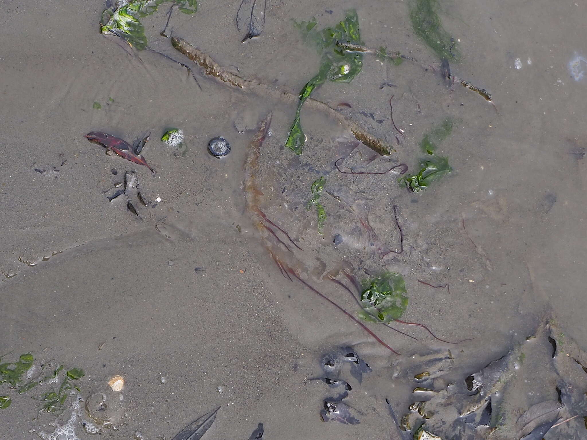 Image of Sea nettle