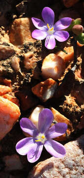 Image of Long Capecrocus