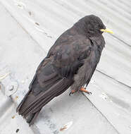 Image of Alpine Chough