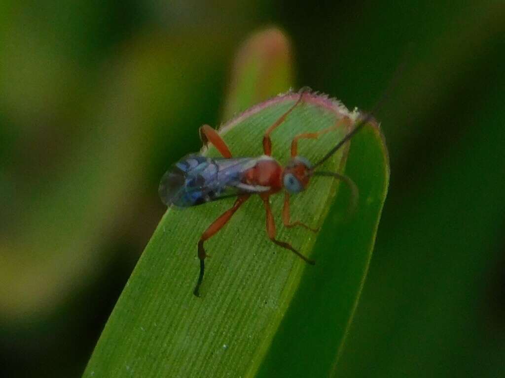 Image of Pimpla marginella Brulle 1846