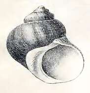 Image of Lunella smaragda (Gmelin 1791)