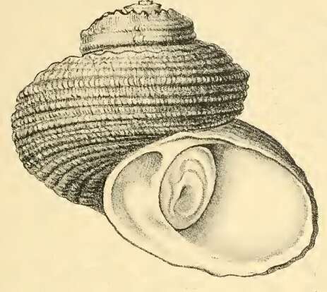 Image of Lunella torquata (Gmelin 1791)